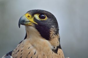hawk vs falcon identification
