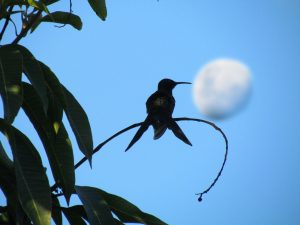 where do hummingbirds sleep at night