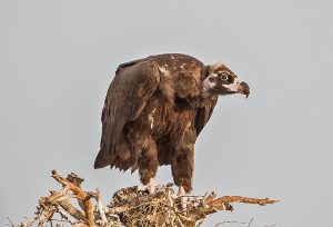  Cinereous vulture