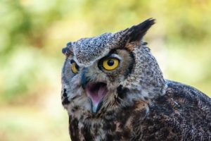 how long do owls live for