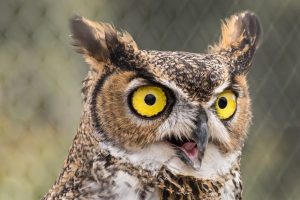 why do owls hoot