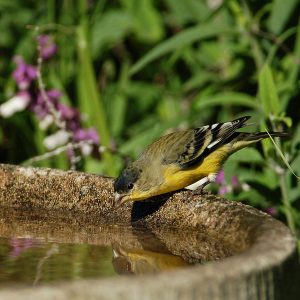 Lesser Goldfinch 