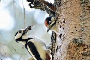  why do woodpeckers peck at trees