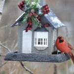 Best Gifts for Birdwatchers