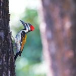 types of woodpecker