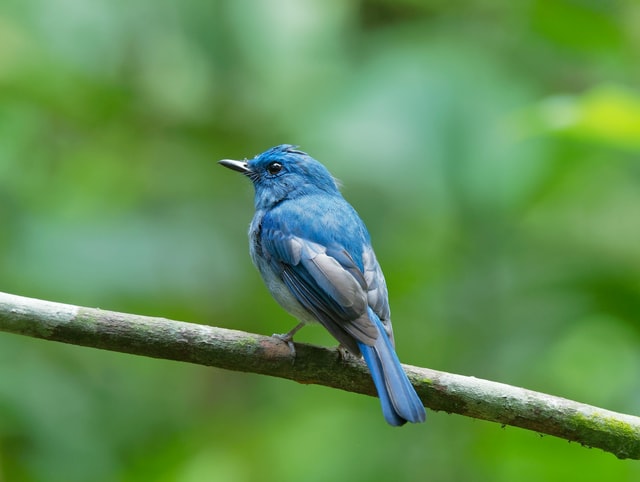 blue colored birds