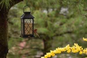 metal bird feeders