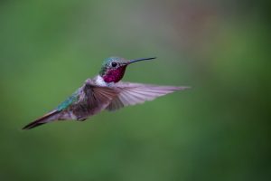 hummingbird predators