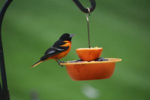 how to attract orioles