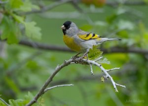 Lawrence’s Goldfinch