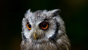 White-faced scops owl