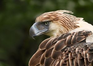The Philippine Eagle