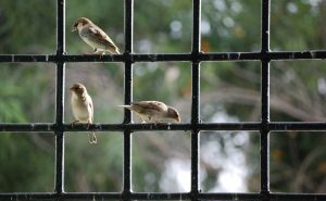 Window Bird House