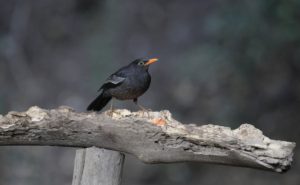 Grey-Winged Blackbird