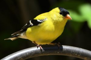 yellow bird with black wings