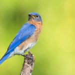 blue bird with brown chest