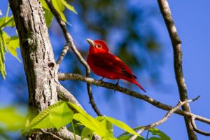 Scarlet Tanager Songbird