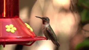 first nature hummingbird feeder