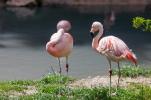 1. American Flamingo